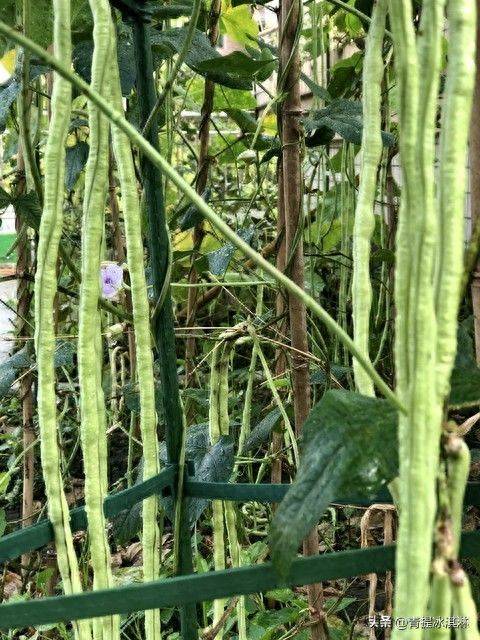 无架豇豆种植技术