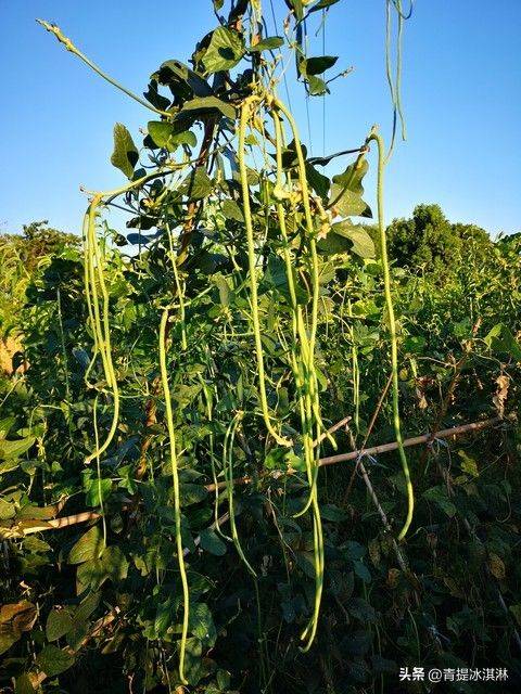 无架豇豆种植技术