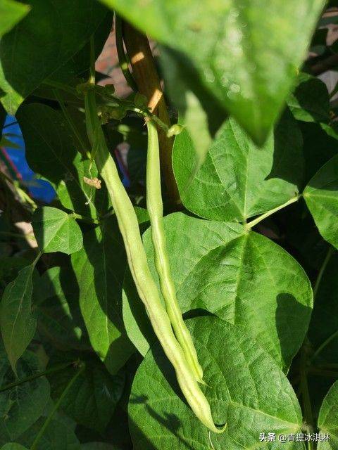 无架豇豆种植技术