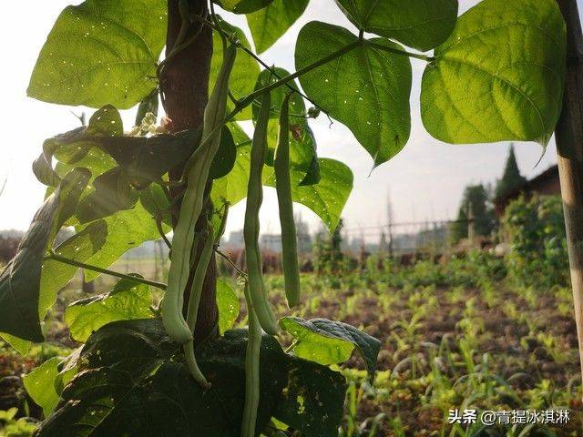 无架豇豆种植技术
