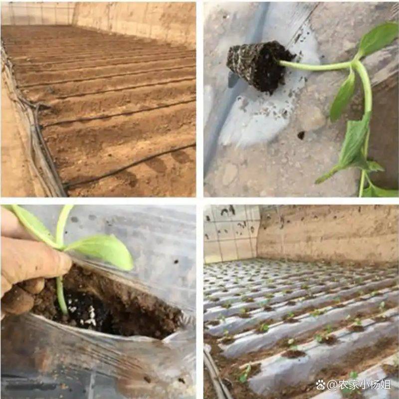 种植技术大全