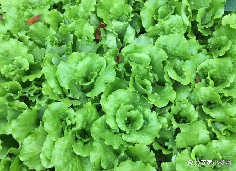 种植技术大全
