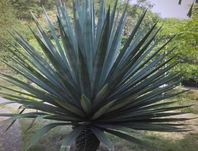 剑麻种植技术