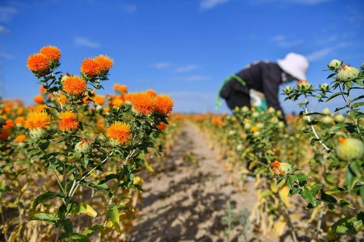 裕民县红花种植技术