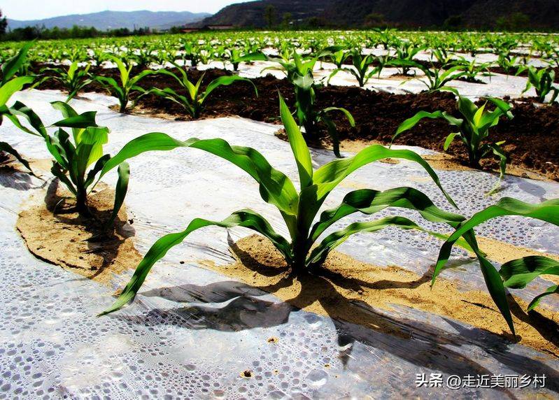 地膜玉米种植技术视频