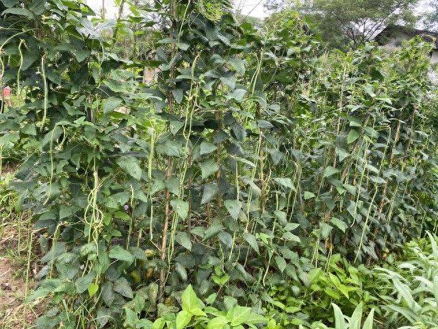 无架豇豆种植技术