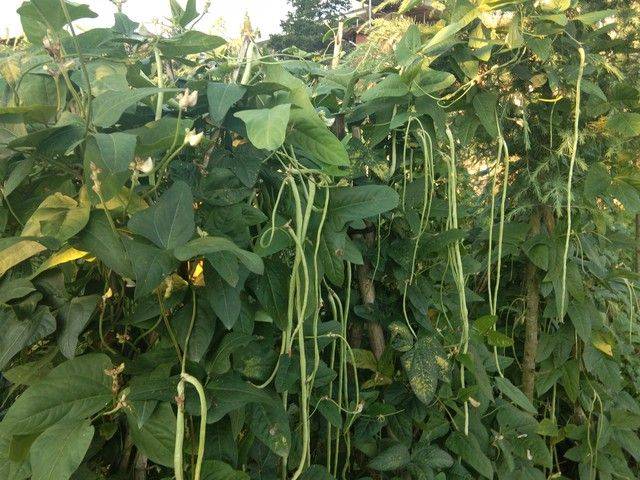 无架豇豆种植技术