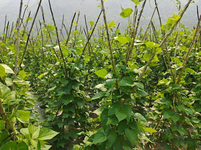 无架豇豆种植技术