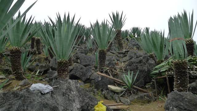 剑麻种植技术