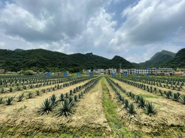 剑麻种植技术