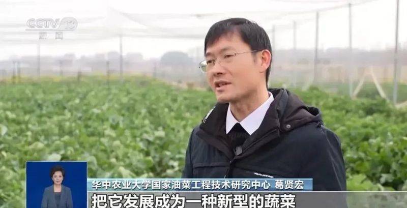 板蓝根种植技术视频