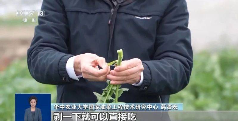 板蓝根种植技术视频