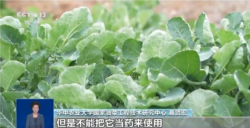 板蓝根种植技术视频