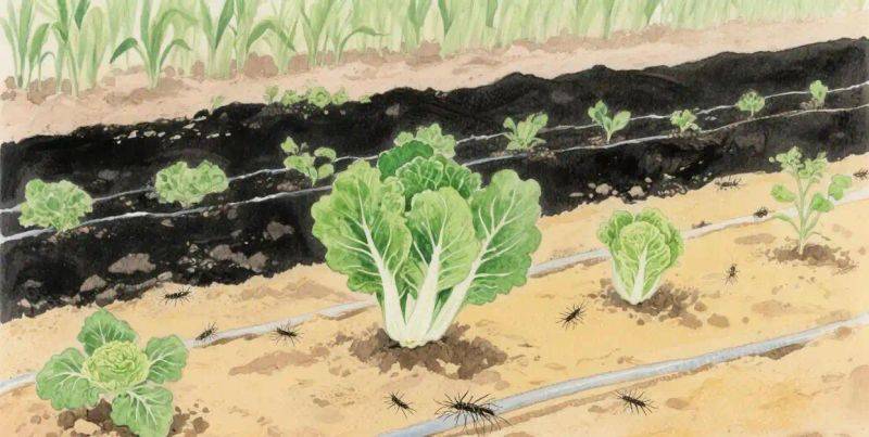 种植技术大全