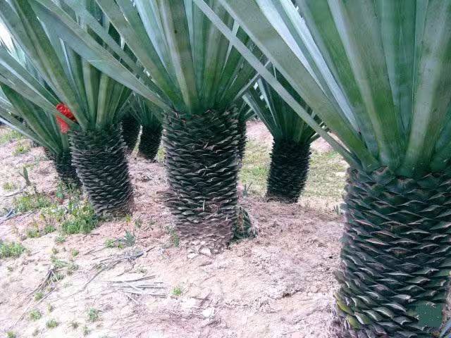 剑麻种植技术