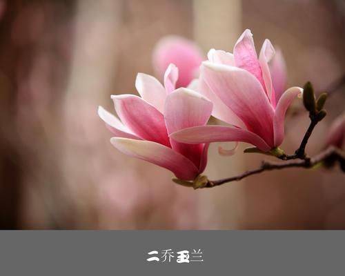 广玉兰树苗种植方法
