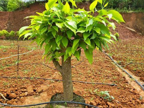 广玉兰树苗种植方法