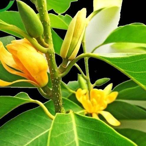 广玉兰树苗种植方法