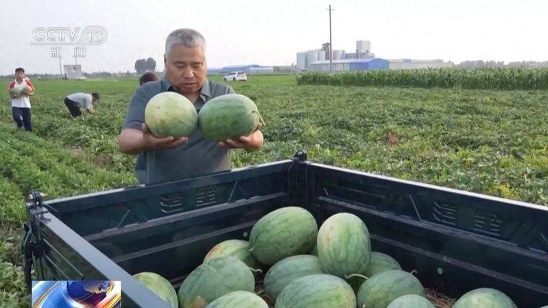 适合河南种植的果树