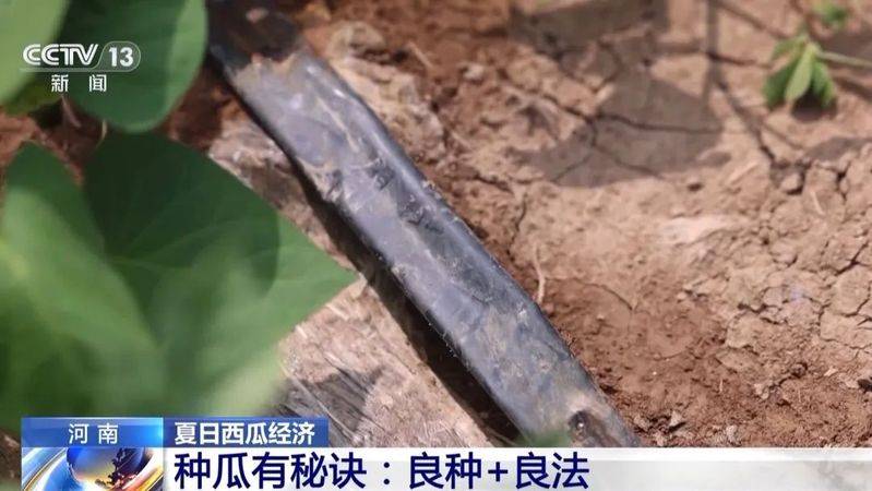 适合河南种植的果树
