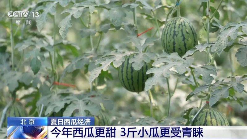 适合河南种植的果树