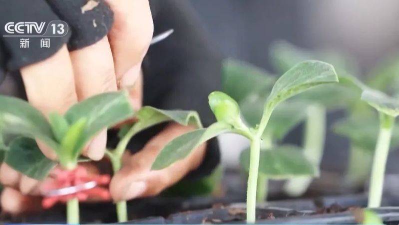 适合河南种植的果树