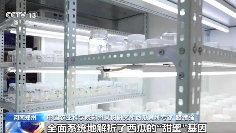 适合河南种植的果树