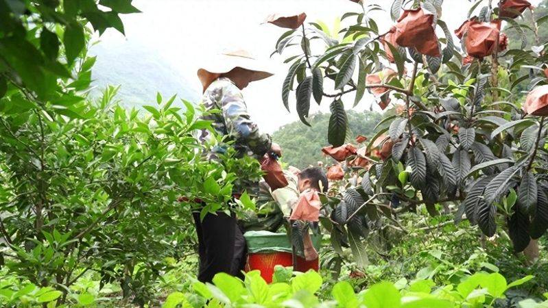 适合河南种植的果树