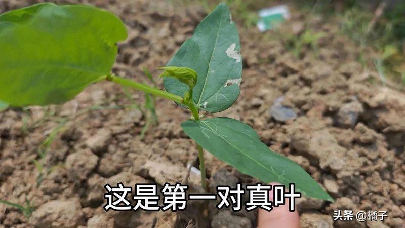 无架豇豆种植技术