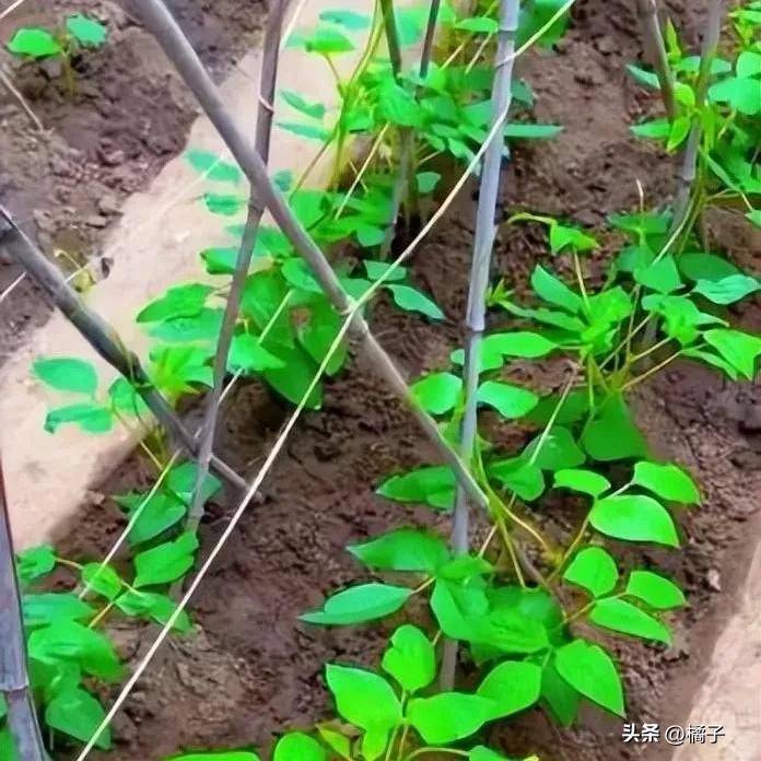 无架豇豆种植技术