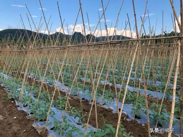 无架豇豆种植技术