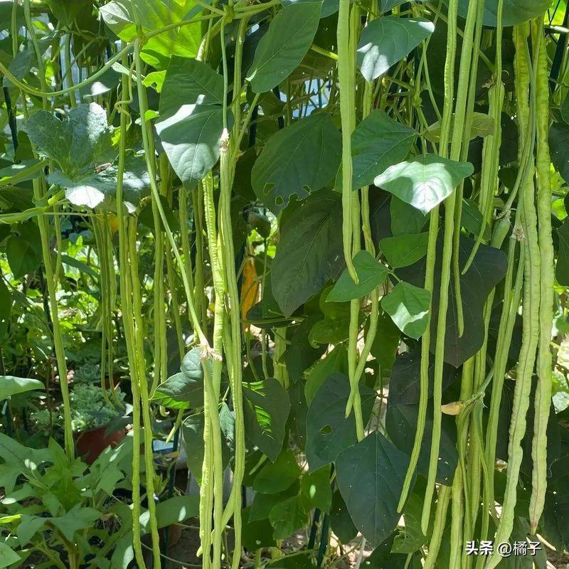 无架豇豆种植技术