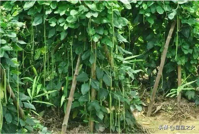 无架豇豆种植技术