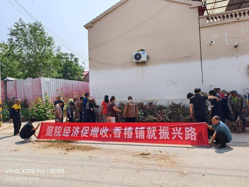 香椿苗种植方法