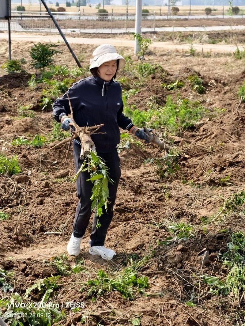 香椿苗种植方法