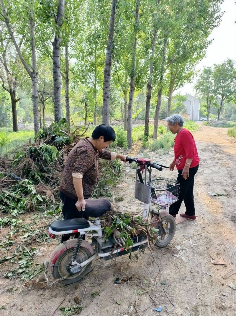 香椿苗种植方法