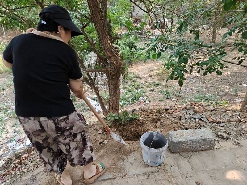 香椿苗种植方法