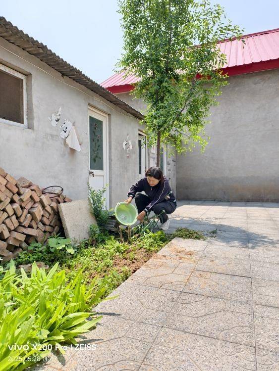 香椿苗种植方法
