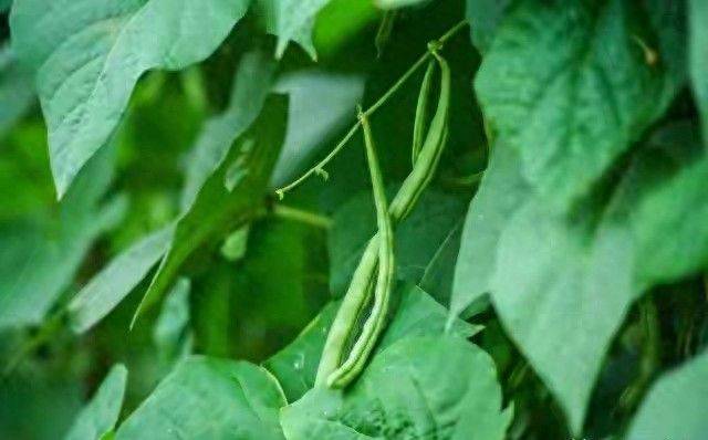 无架豇豆种植技术