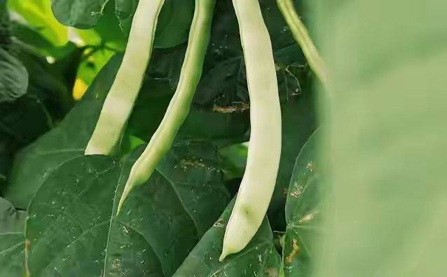 无架豇豆种植技术