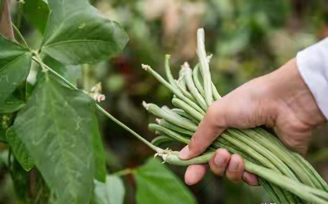 无架豇豆种植技术