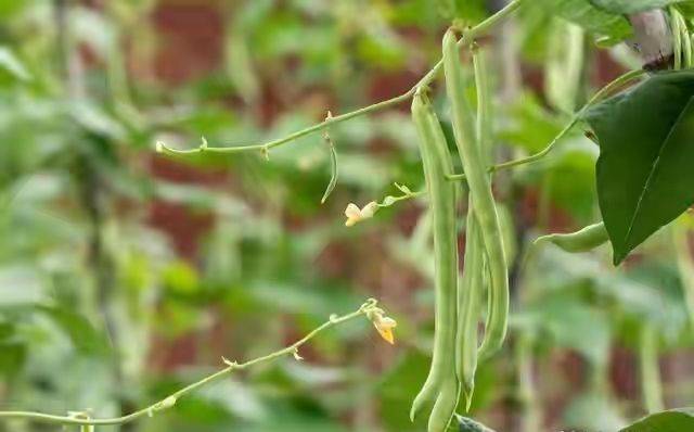 无架豇豆种植技术