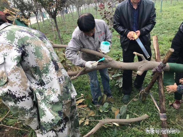 广玉兰树苗种植方法