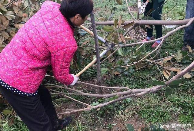 广玉兰树苗种植方法