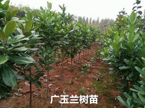 广玉兰树苗种植方法