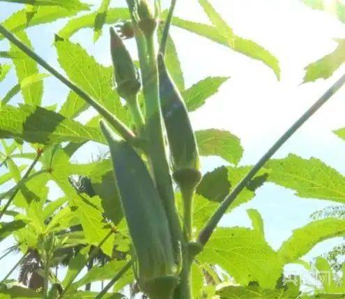 秋葵的种植方法图片