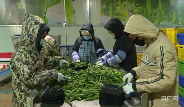 秋葵的种植方法图片