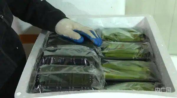 秋葵的种植方法图片