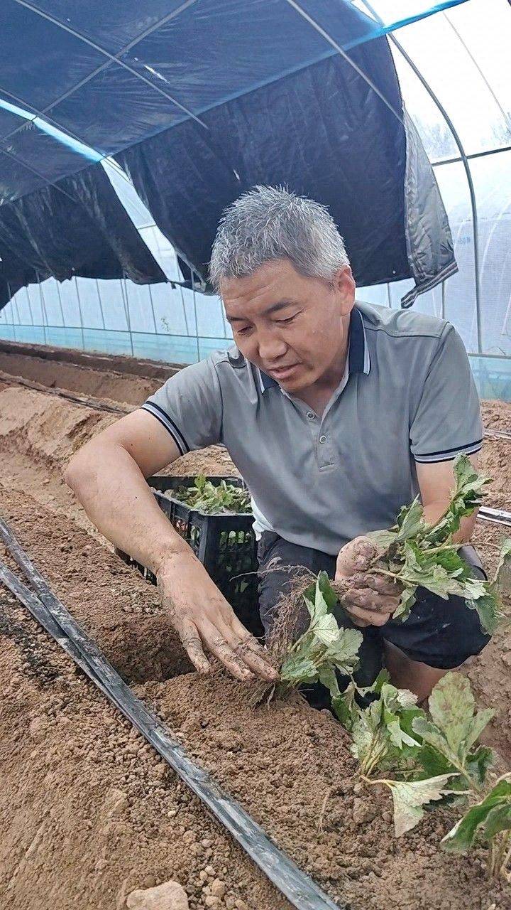 适合河南种植的果树
