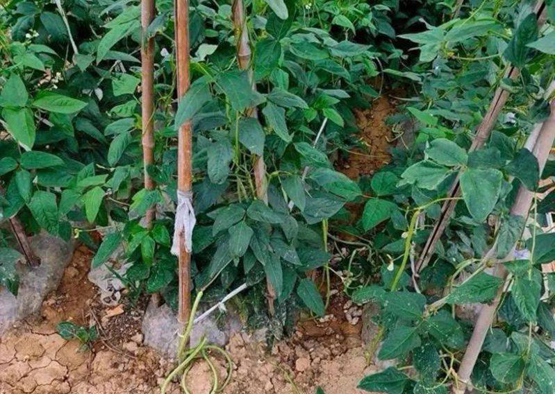 无架豇豆种植技术
